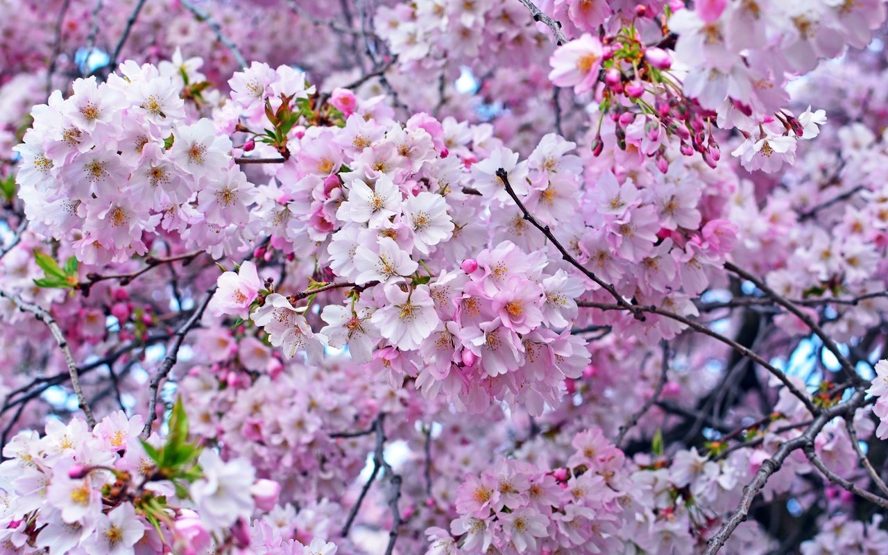 Обои дерево, весна, розовый, вишня, сакура, tree, spring, pink, cherry, sakura разрешение 3000x2000 Загрузить