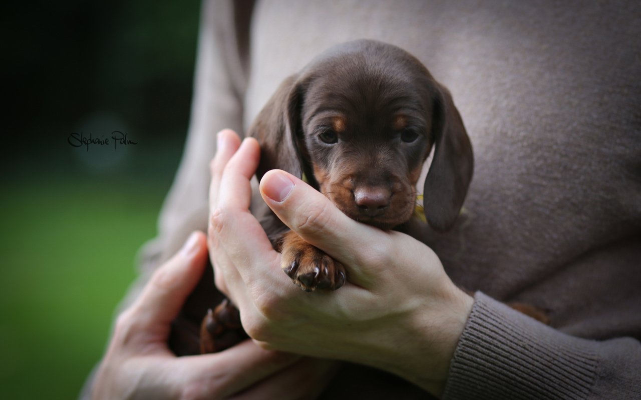 Обои собака, щенок, руки, малыш, такса, dog, puppy, hands, baby, dachshund разрешение 2048x1365 Загрузить