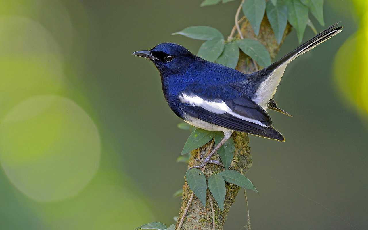 Обои ветка, птица, сорочий шама-дрозд, сорочья славка, branch, bird, magpie shama, thrush, magpie warbler разрешение 2048x1364 Загрузить