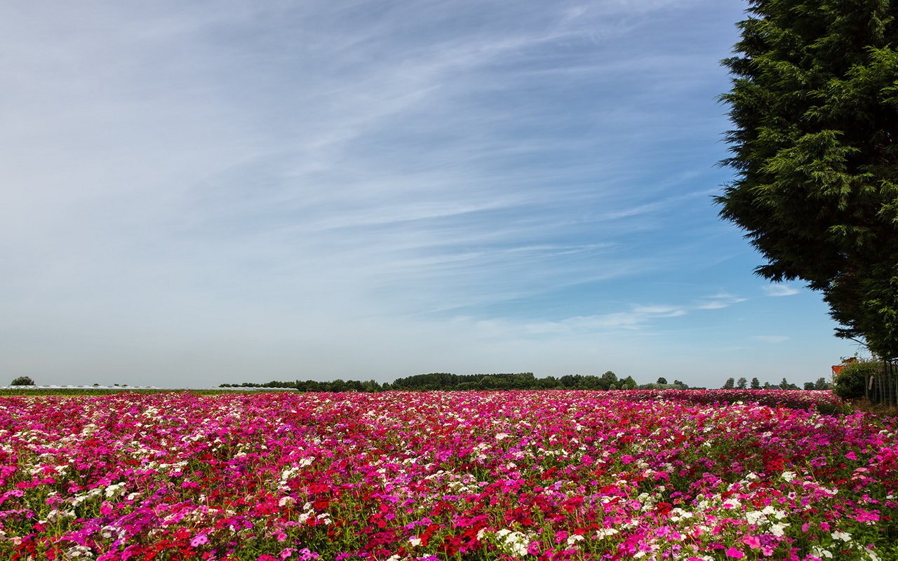 Обои цветы, пейзаж, поле, flowers, landscape, field разрешение 1920x1080 Загрузить