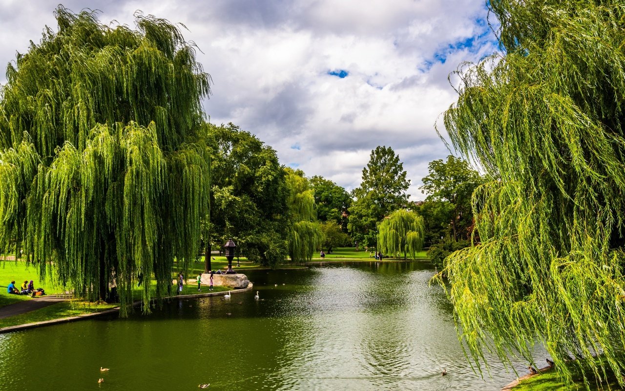 Обои деревья, зелень, парк, сша, пруд, бостон, массачусетс, trees, greens, park, usa, pond, boston, massachusetts разрешение 2880x1953 Загрузить