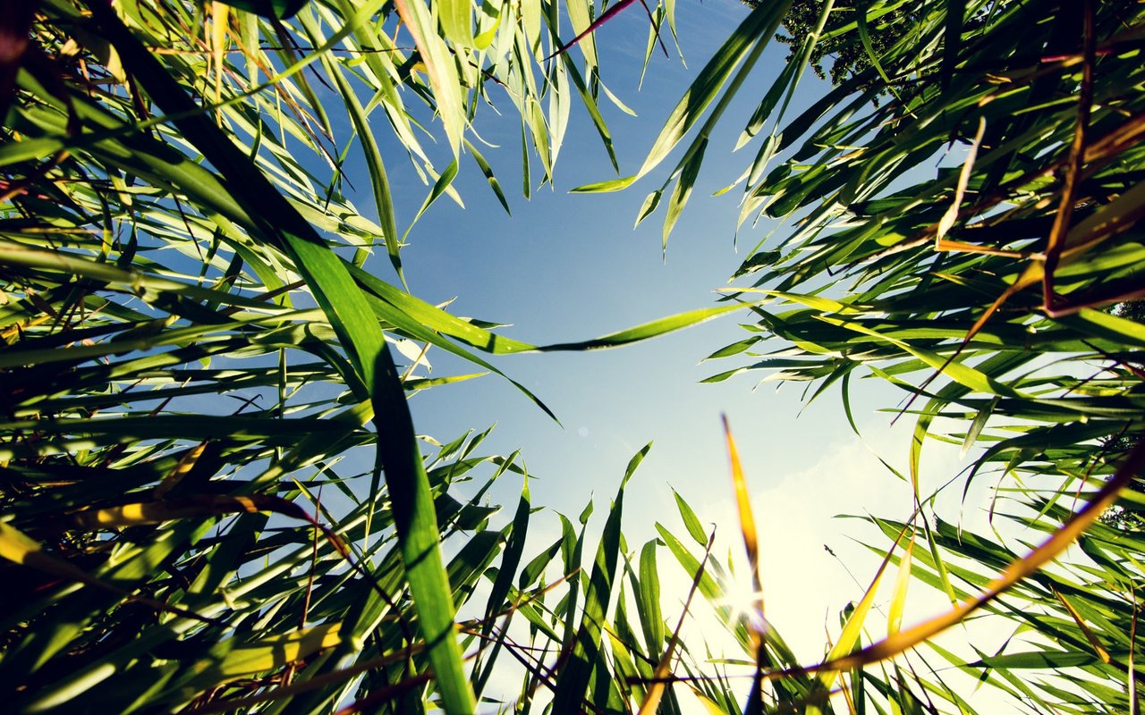 Обои небо, трава, природа, фотограф, зеленая, hannes hochsmann, the sky, grass, nature, photographer, green разрешение 2000x1454 Загрузить