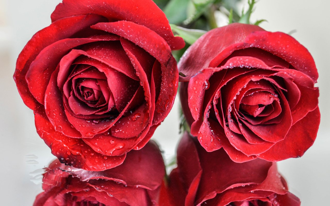 Обои отражения, макро, капли, розы, роза, красные, краcный, reflection, macro, drops, roses, rose, red разрешение 6016x4000 Загрузить