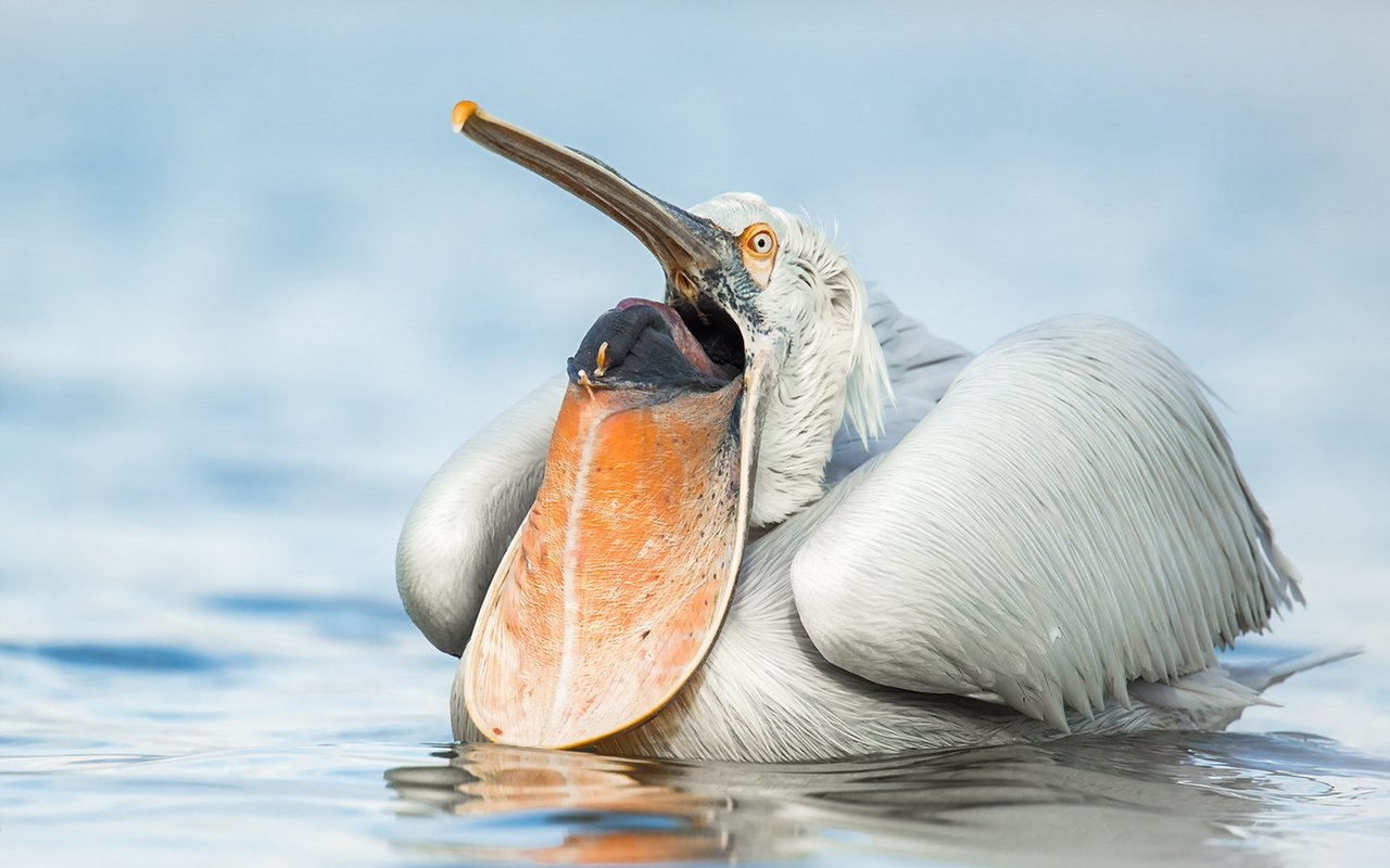 Обои природа, птица, пеликан, nature, bird, pelican разрешение 1920x1243 Загрузить