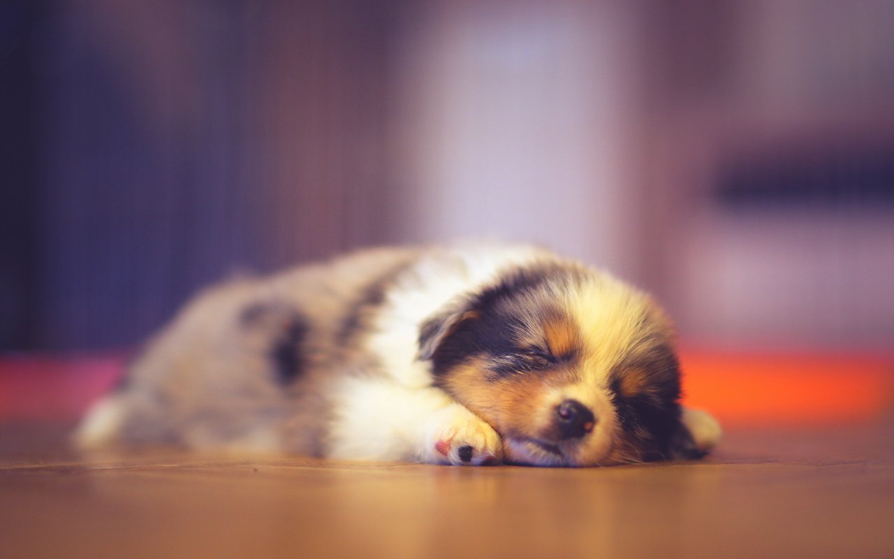 Обои сон, собака, дом, щенок, австралийская овчарка, аусси, sleep, dog, house, puppy, australian shepherd, aussie разрешение 2560x1707 Загрузить