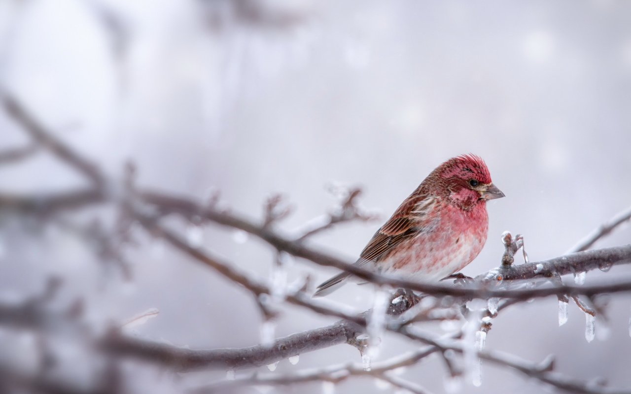 Обои ветка, природа, птица, branch, nature, bird разрешение 2048x1363 Загрузить