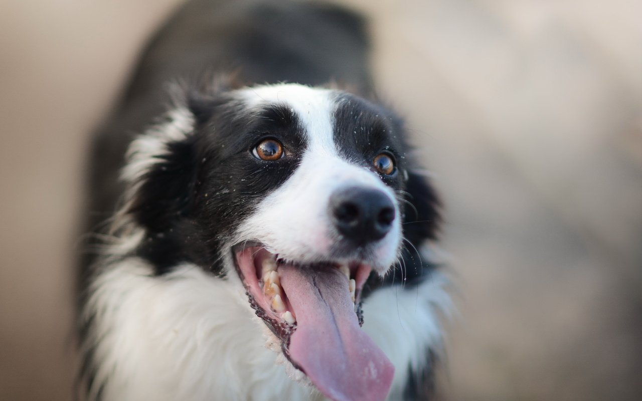 Обои взгляд, собака, друг, бордер-колли, look, dog, each, the border collie разрешение 5517x3783 Загрузить