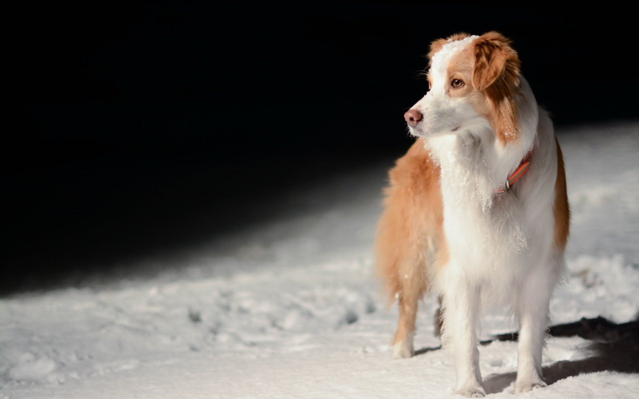 Обои взгляд, собака, друг, бордер-колли, look, dog, each, the border collie разрешение 2048x1365 Загрузить