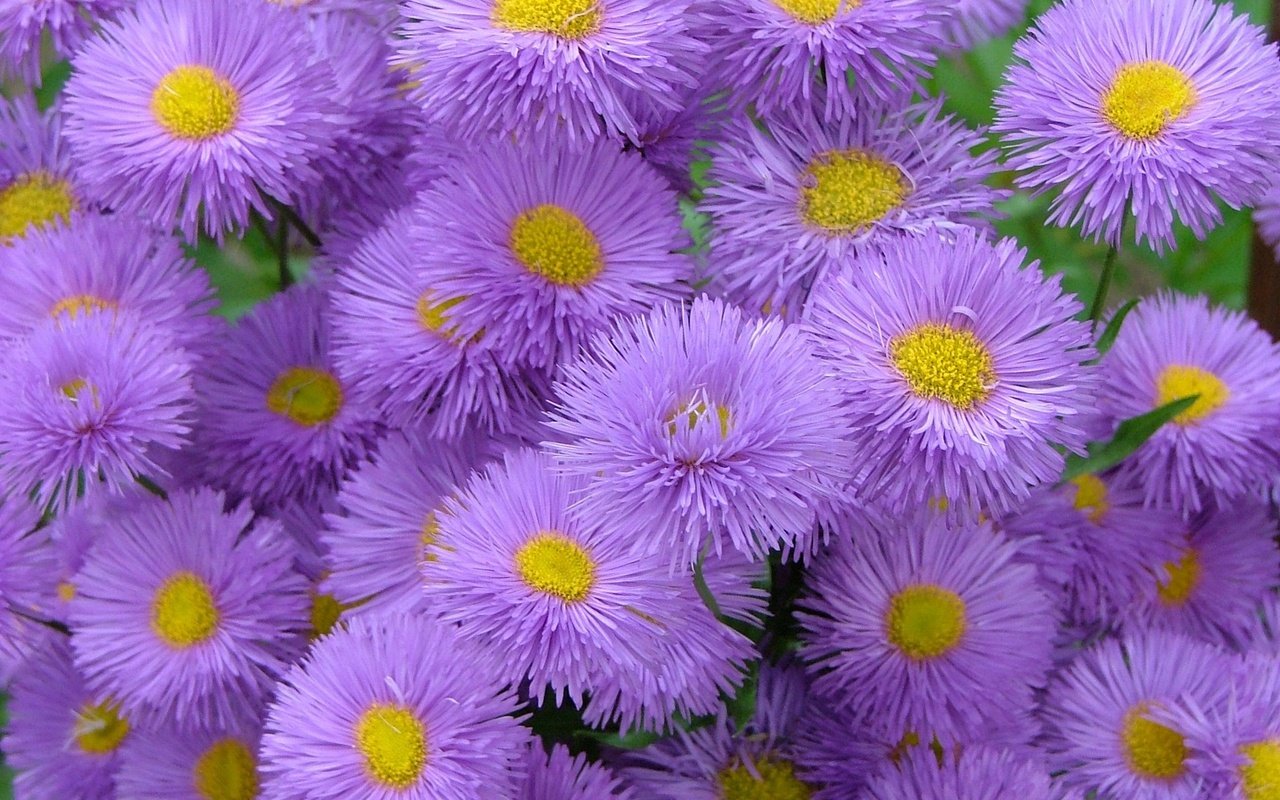 Обои цветы, астры, flowers, asters разрешение 1920x1200 Загрузить