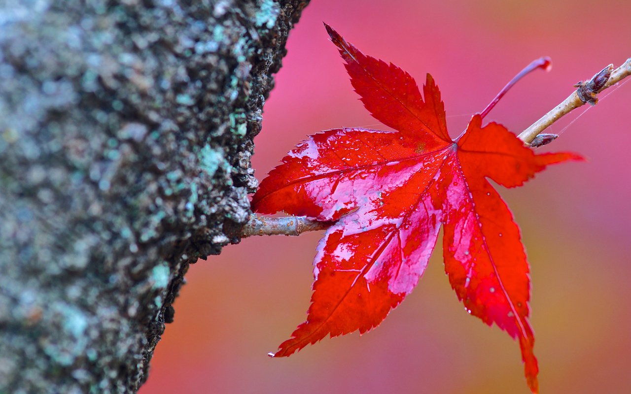 Обои дерево, макро, осень, лист, tree, macro, autumn, sheet разрешение 3840x2400 Загрузить