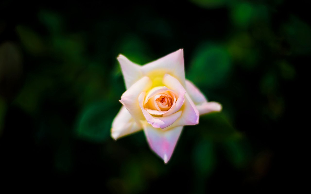 Обои макро, фон, роза, бутон, macro, background, rose, bud разрешение 2048x1363 Загрузить