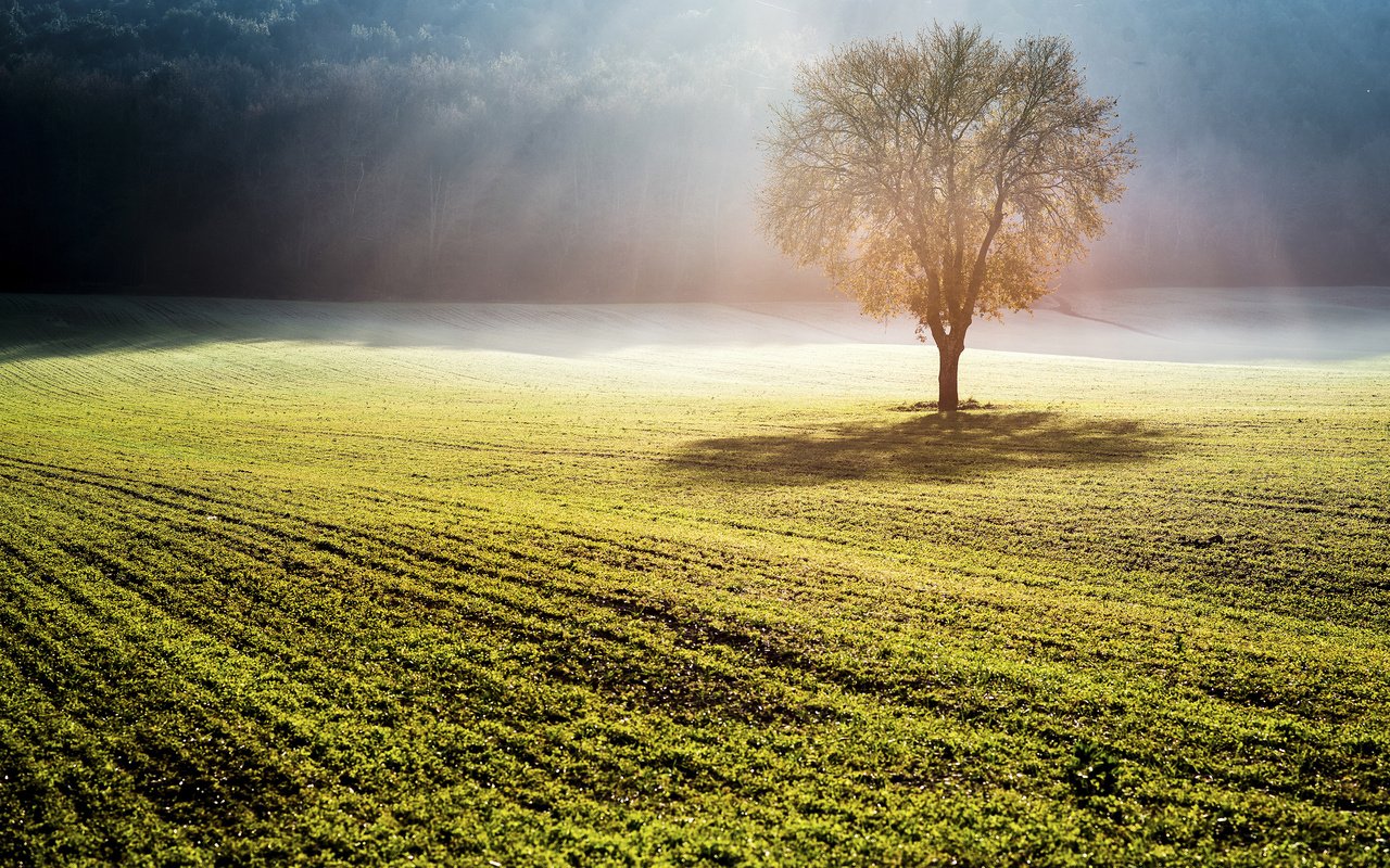 Обои природа, дерево, туман, поле, солнечные лучи, nature, tree, fog, field, the sun's rays разрешение 2880x1800 Загрузить
