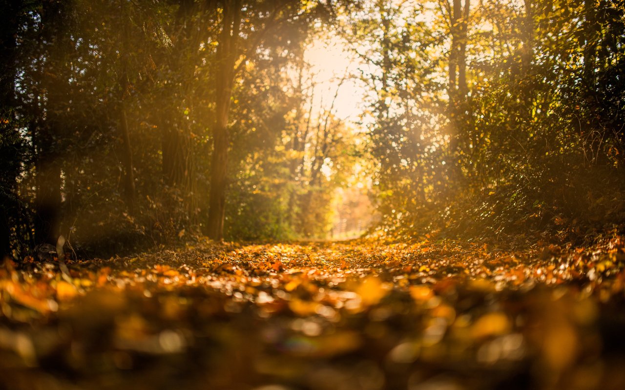 Обои природа, лес, листья, парк, осень, nature, forest, leaves, park, autumn разрешение 3840x2400 Загрузить