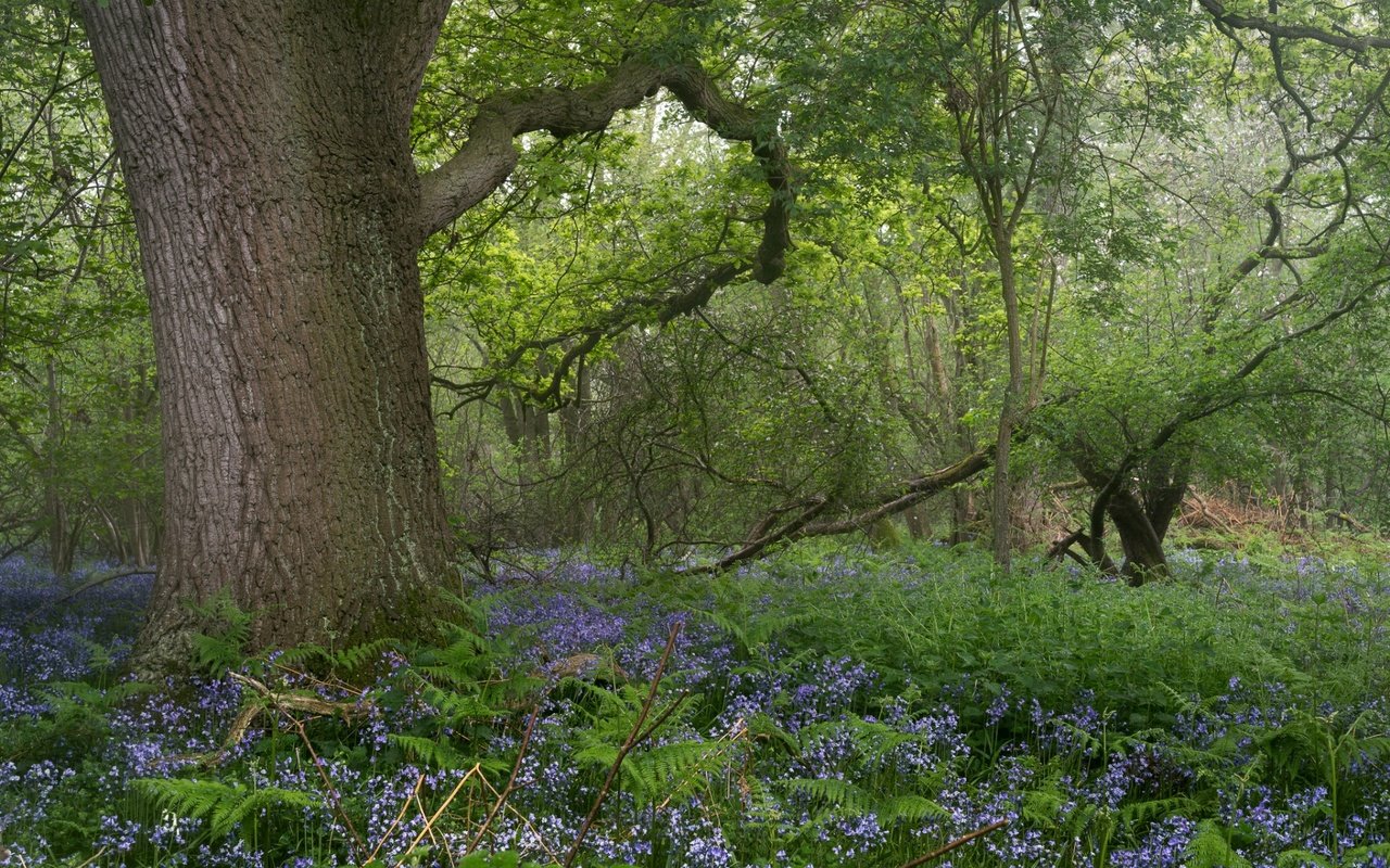 Обои цветы, деревья, природа, лес, весна, flowers, trees, nature, forest, spring разрешение 1920x1200 Загрузить