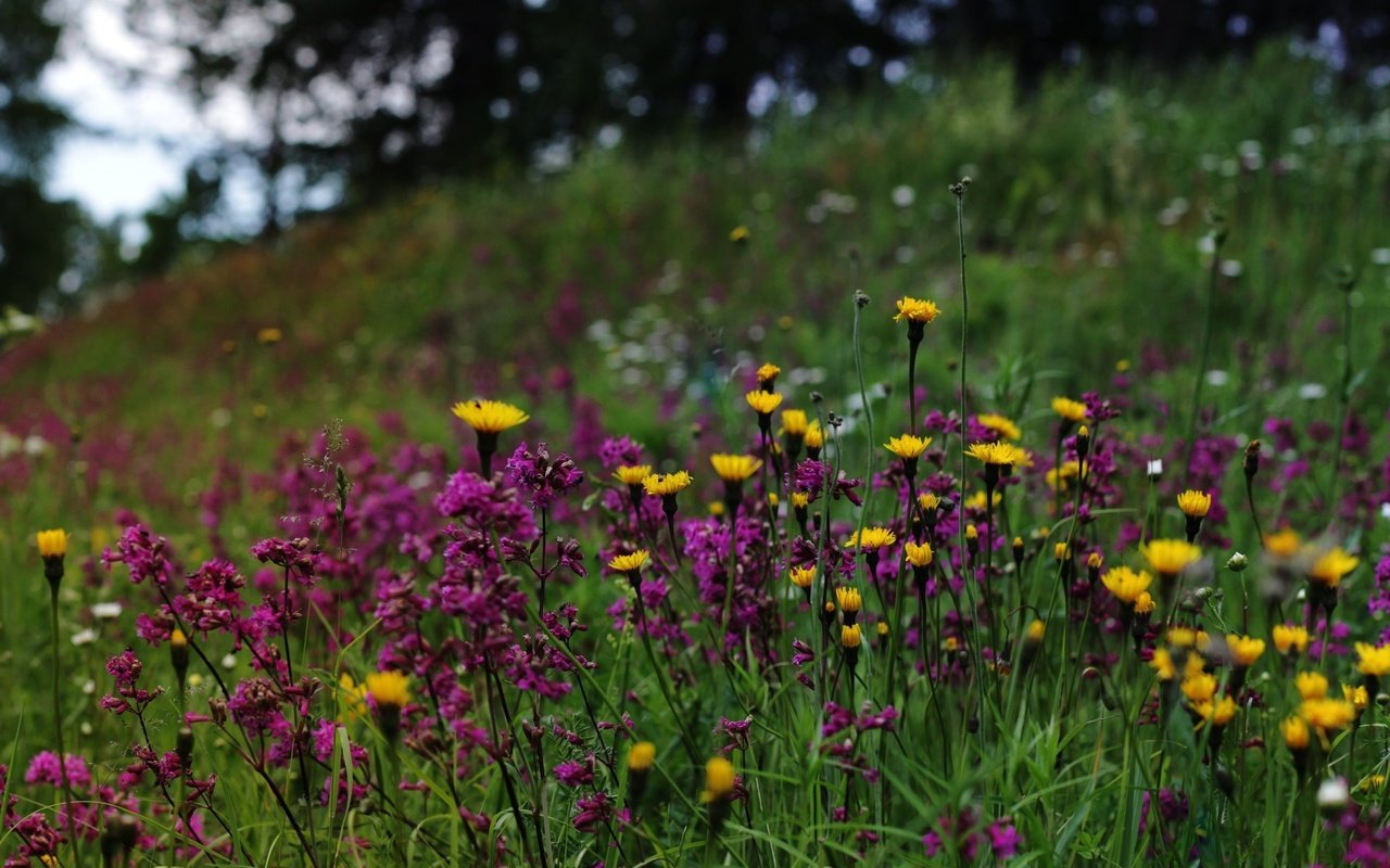 Обои природа, полевые цветы, финляндия, nature, wildflowers, finland разрешение 2700x1618 Загрузить