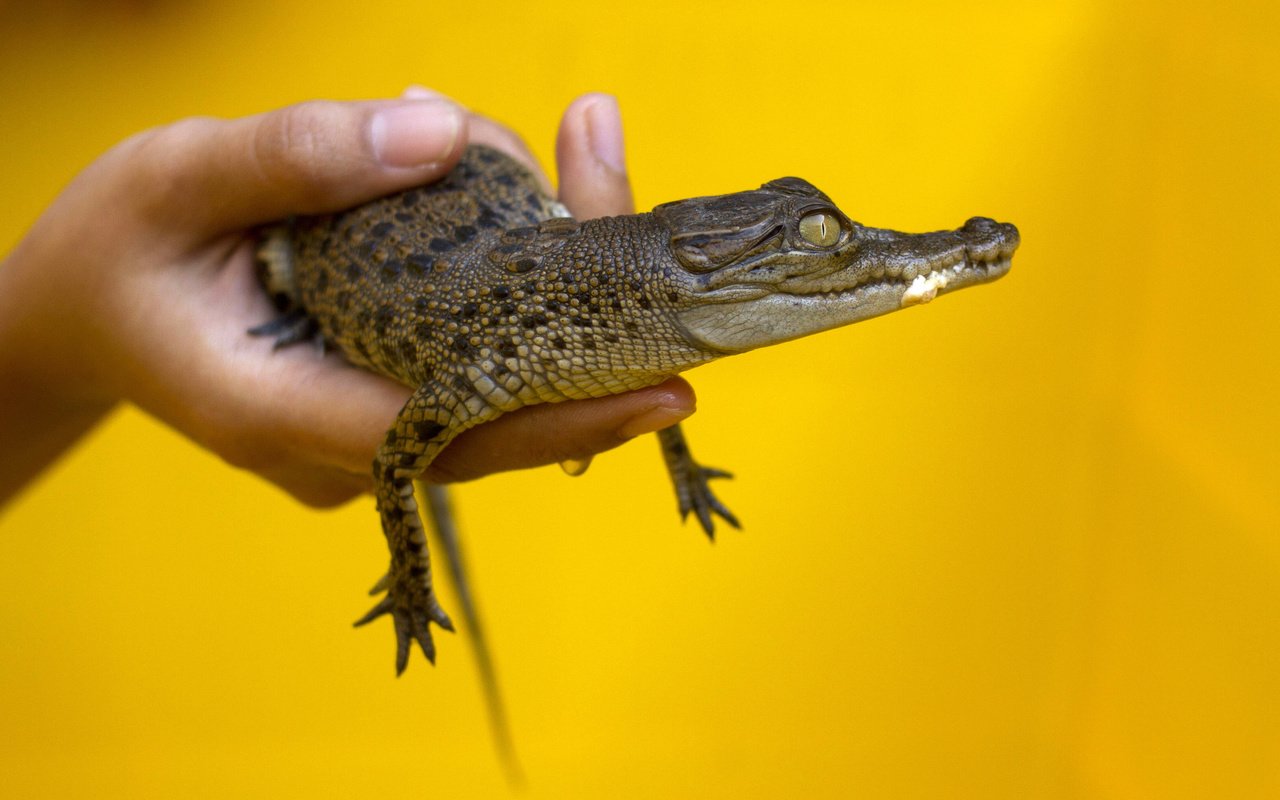 Обои желтый, рука, фон, маленький, руки, жёлтая, крокодил, малая, yellow, hand, background, small, hands, crocodile разрешение 3737x2496 Загрузить