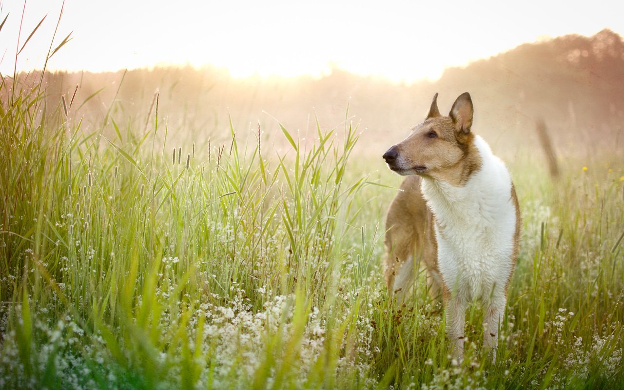 Обои цветы, трава, поле, взгляд, собака, друг, басенджи, flowers, grass, field, look, dog, each, basenji разрешение 4375x3125 Загрузить