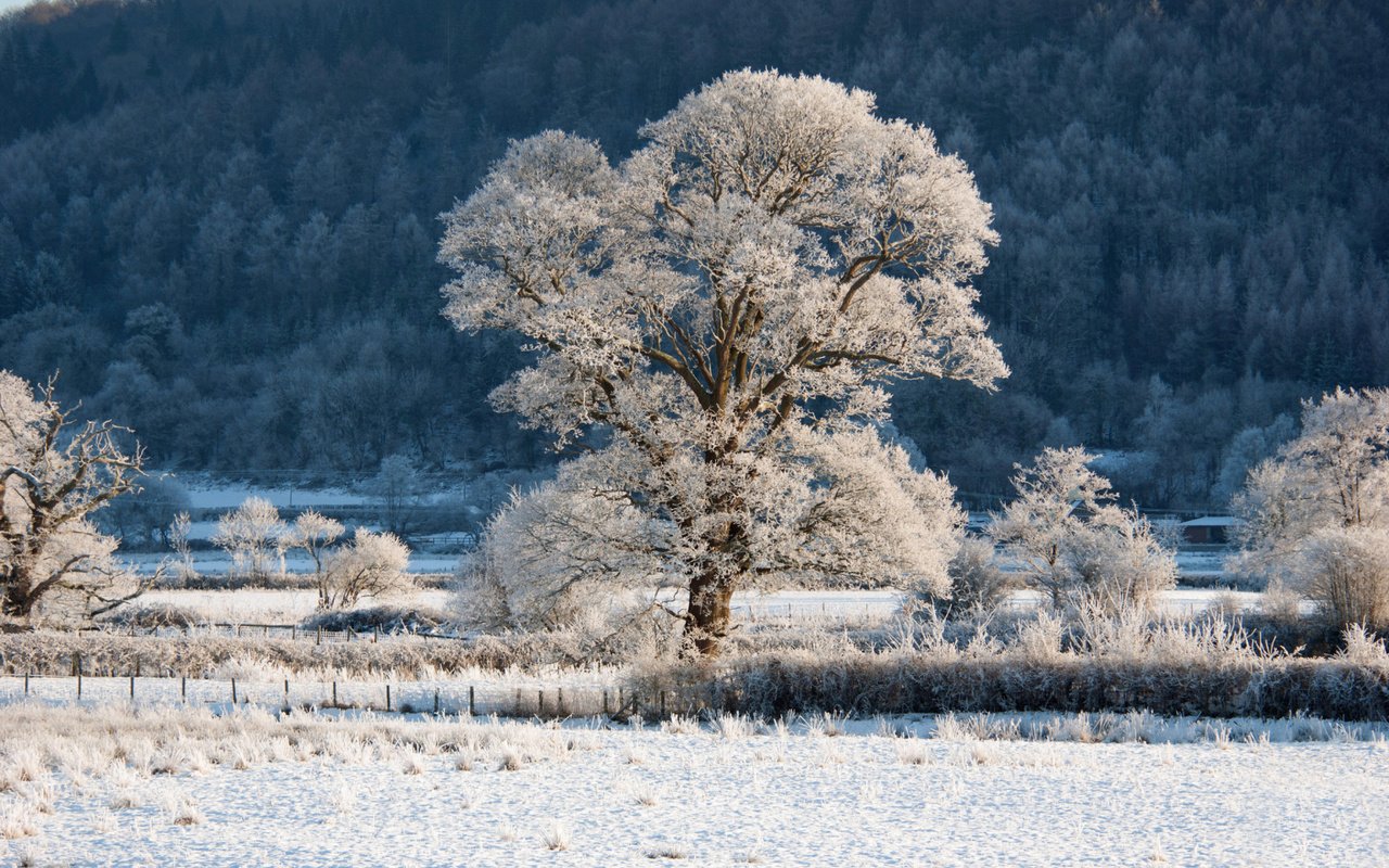 Обои трава, деревья, снег, природа, зима, пейзаж, ветки, иней, grass, trees, snow, nature, winter, landscape, branches, frost разрешение 1920x1200 Загрузить