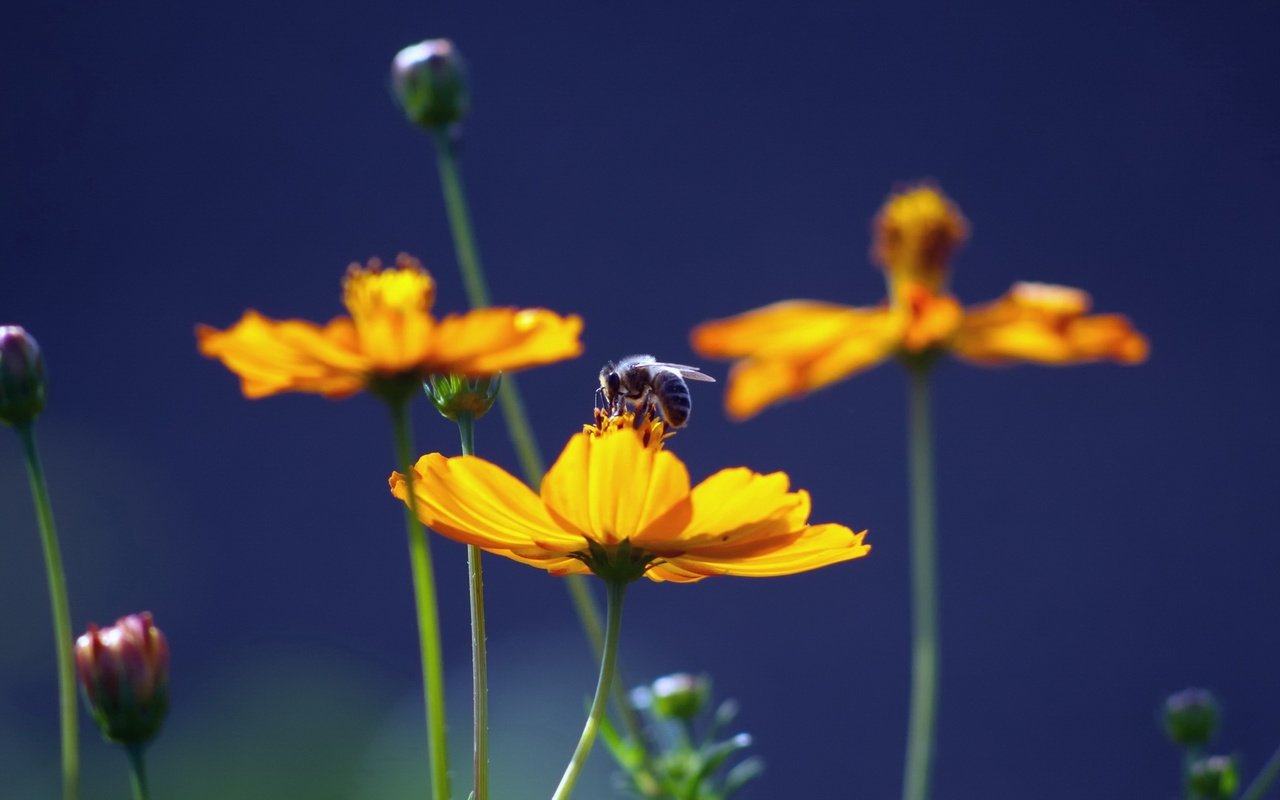 Обои цветы, природа, насекомое, пчела, желтые, мед, flowers, nature, insect, bee, yellow, honey разрешение 1920x1080 Загрузить