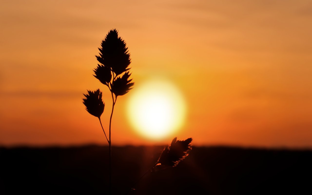 Обои трава, природа, закат, колоски, силуэт, grass, nature, sunset, spikelets, silhouette разрешение 2560x1600 Загрузить