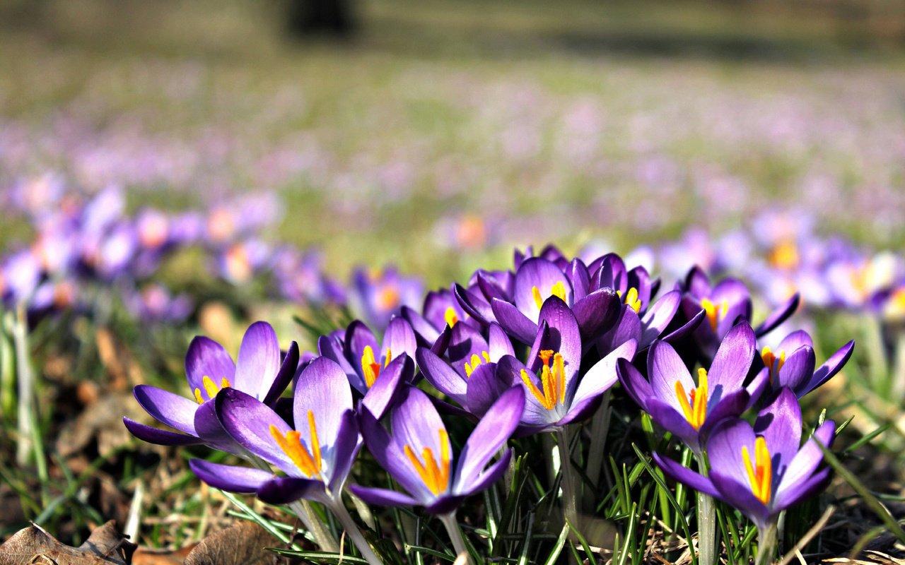 Обои цветы, макро, весна, крокусы, flowers, macro, spring, crocuses разрешение 2560x1600 Загрузить