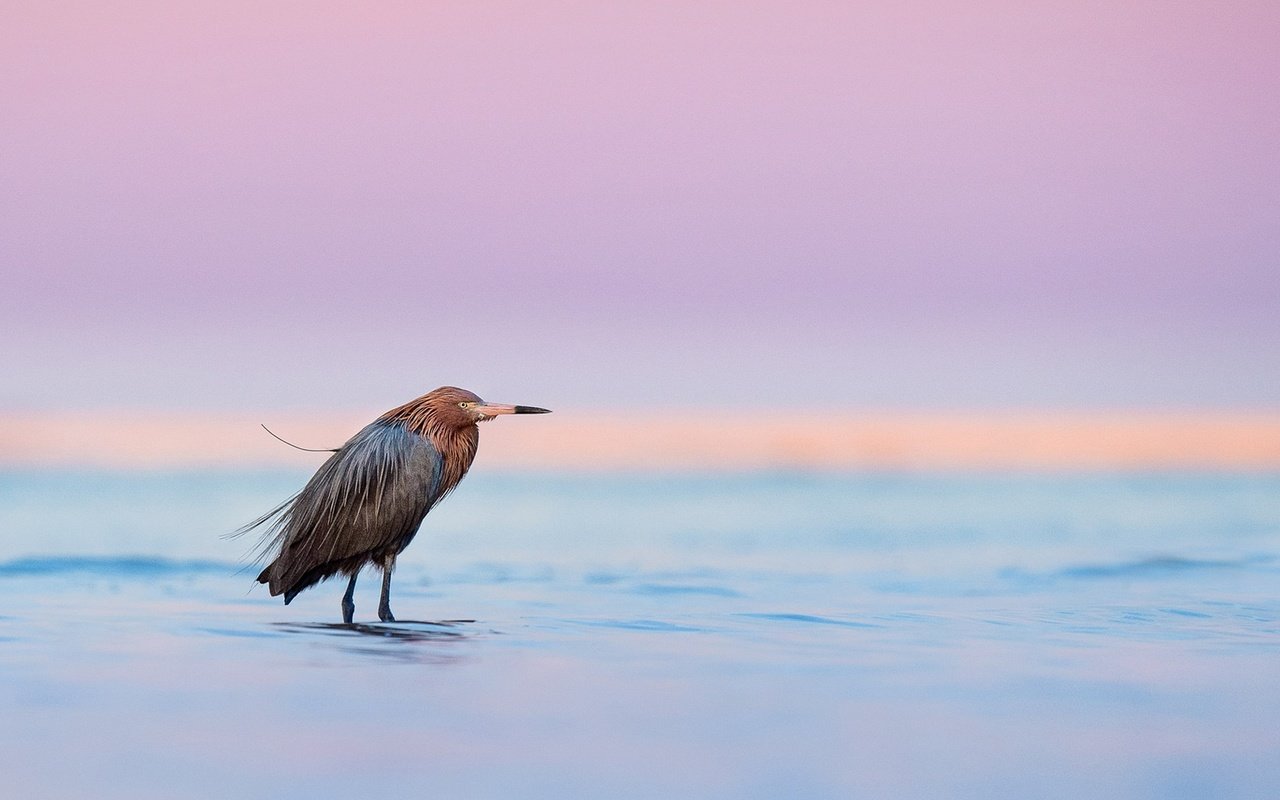 Обои озеро, закат, птица, сумерки, дикая природа, цапля, dusk, лейка, полумрак, egret, lake, sunset, bird, twilight, wildlife, heron разрешение 2091x1080 Загрузить