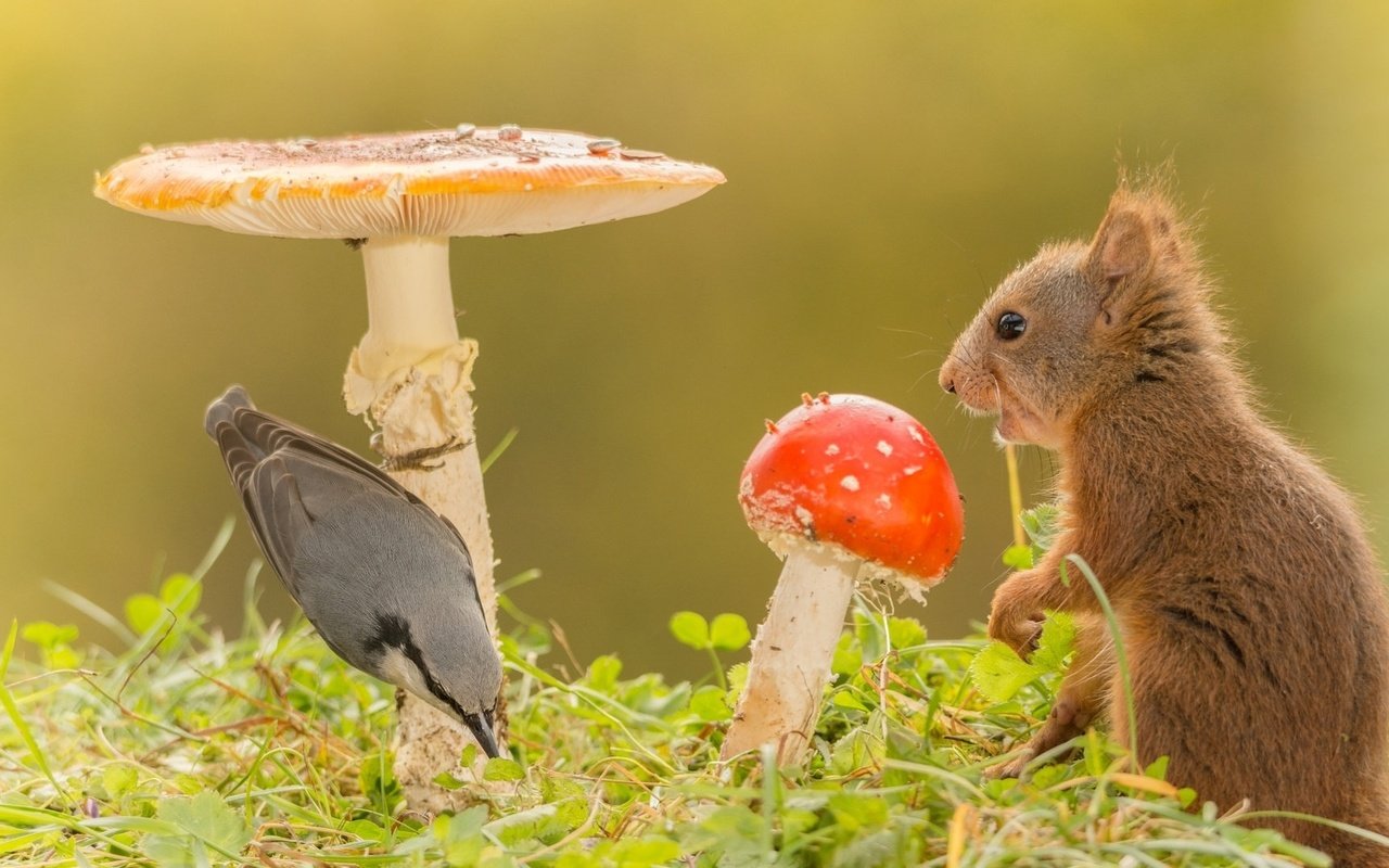 Обои трава, природа, животные, грибы, птица, белка, grass, nature, animals, mushrooms, bird, protein разрешение 1920x1080 Загрузить