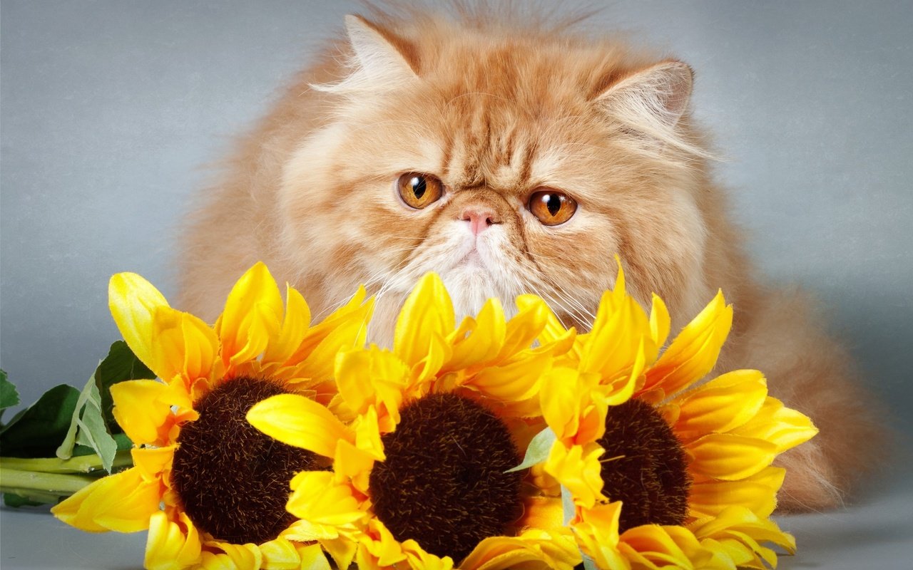 Обои цветы, кот, кошка, взгляд, подсолнухи, киса,  цветы, мнение, flowers, cat, look, sunflowers, kitty, opinion разрешение 2700x1781 Загрузить