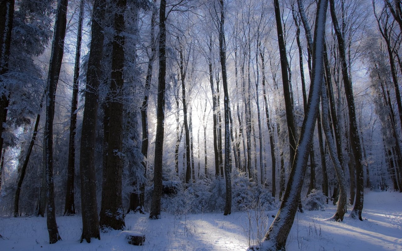 Обои деревья, лес, зима, trees, forest, winter разрешение 2048x1387 Загрузить