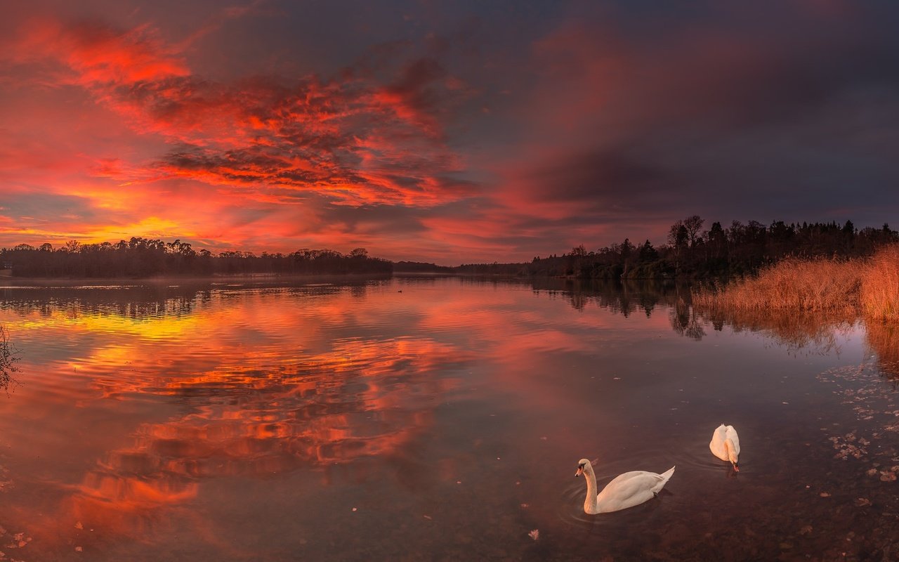 Обои озеро, закат, птицы, лебеди, lake, sunset, birds, swans разрешение 2048x1114 Загрузить