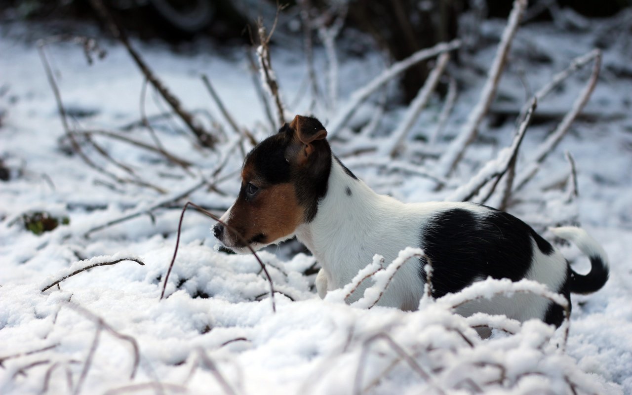 Обои снег, зима, собака, щенок, джек-рассел-терьер, snow, winter, dog, puppy, jack russell terrier разрешение 5184x3456 Загрузить