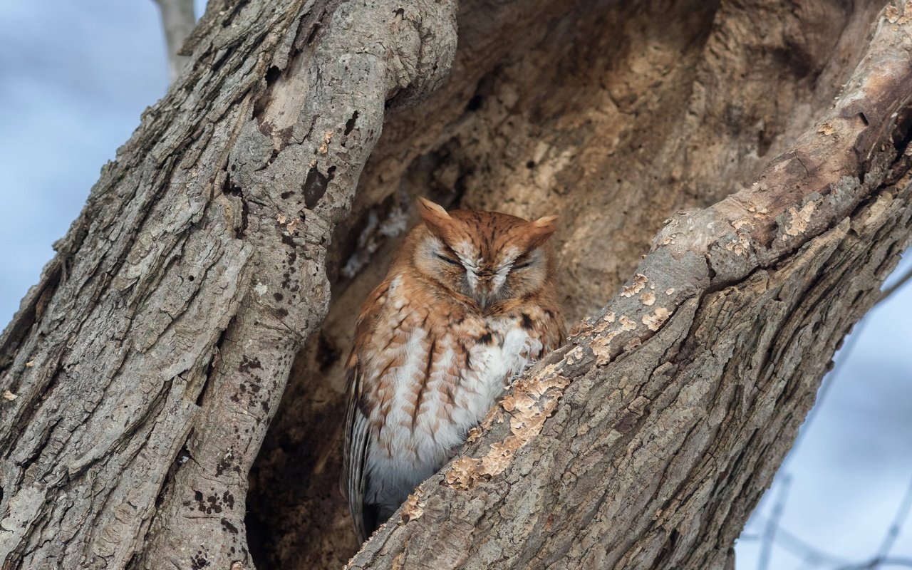 Обои сова, дерево, спит, птица, кора, дупло, owl, tree, sleeping, bird, bark, the hollow разрешение 2047x1270 Загрузить