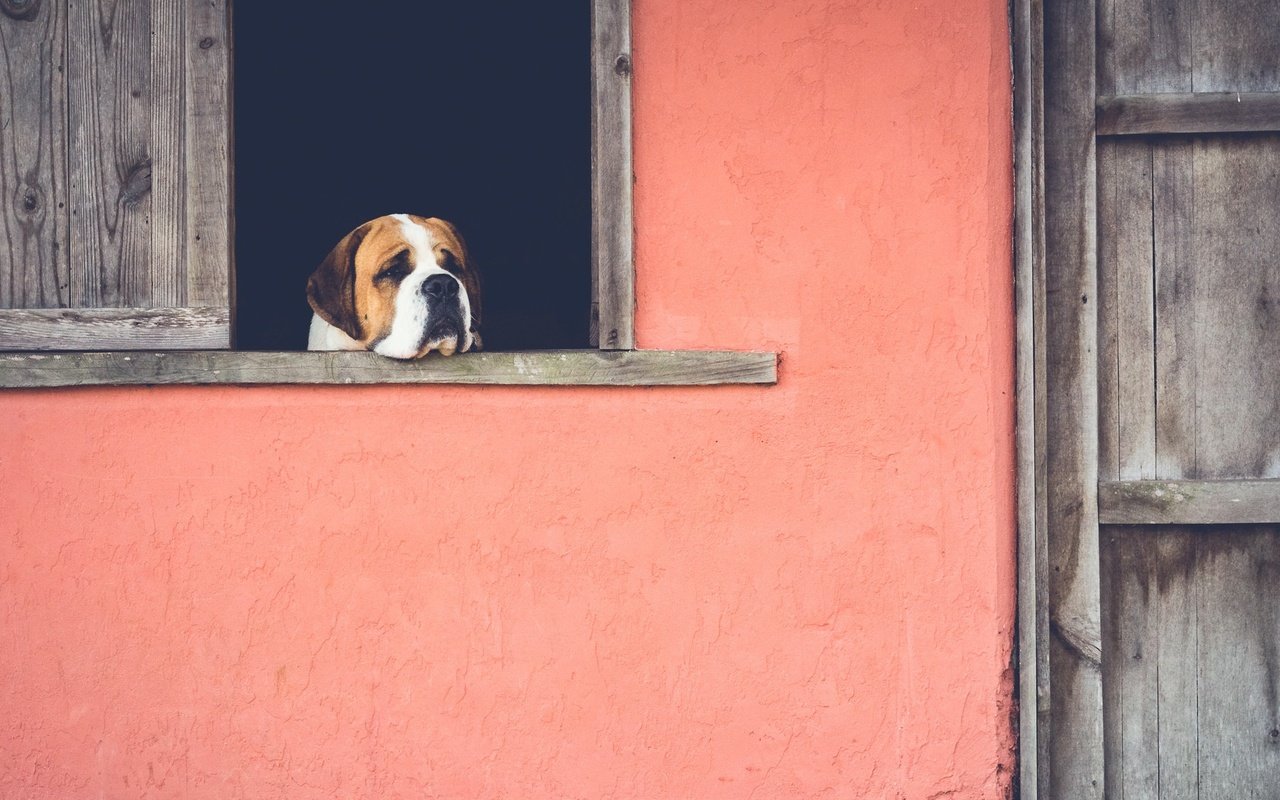 Обои грусть, собака, дом, окно, ожидание, sadness, dog, house, window, waiting разрешение 2048x1167 Загрузить