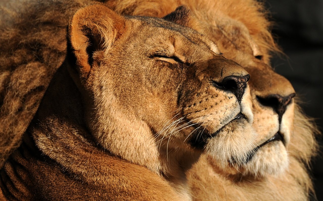 Обои взгляд, пара, семья, дикие кошки, лев, львица, look, pair, family, wild cats, leo, lioness разрешение 3882x2529 Загрузить