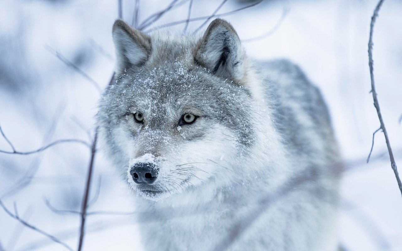 Обои глаза, снег, зима, взгляд, волчица, eyes, snow, winter, look, wolf разрешение 2048x1365 Загрузить