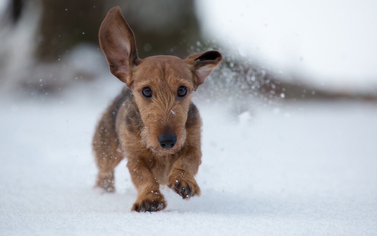 Обои снег, зима, собака, прогулка, snow, winter, dog, walk разрешение 2048x1365 Загрузить