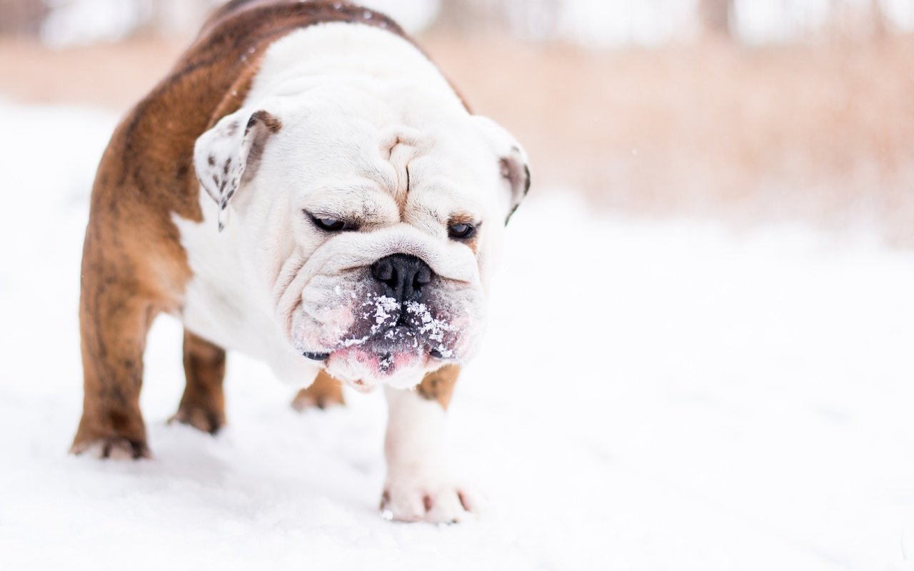 Обои снег, зима, мордочка, собака, лапки, английский бульдог, snow, winter, muzzle, dog, legs, english bulldog разрешение 6000x4000 Загрузить