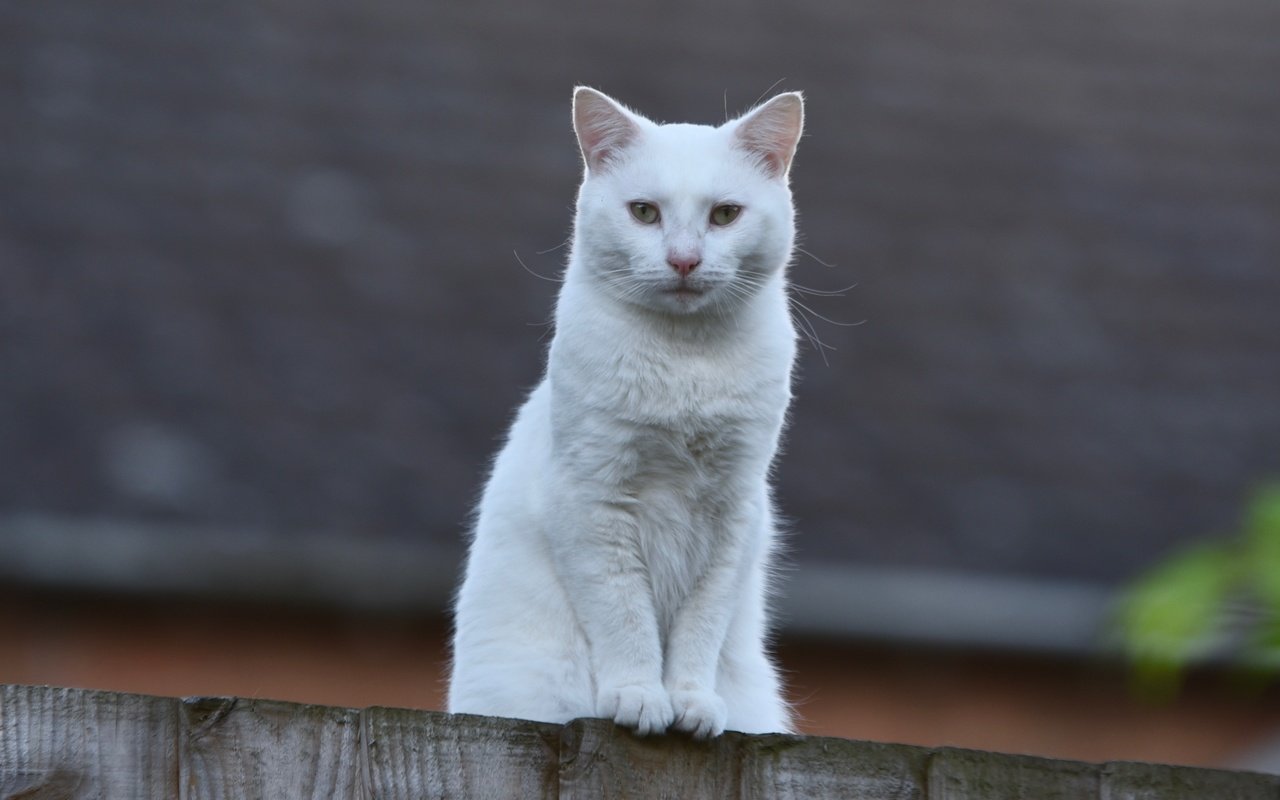 Обои кот, мордочка, взгляд, забор, белый, cat, muzzle, look, the fence, white разрешение 3549x2369 Загрузить