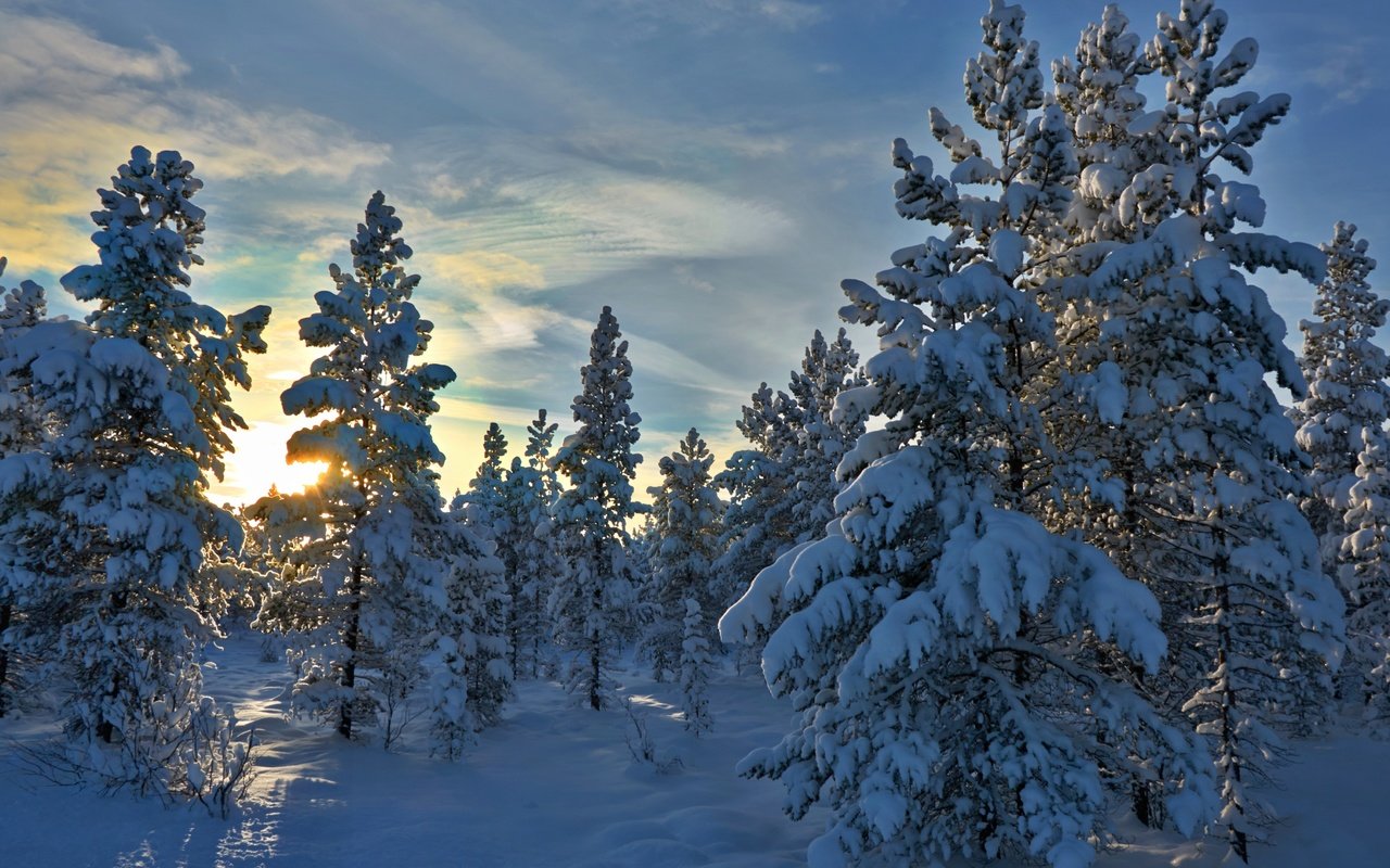 Обои деревья, снег, лес, зима, норвегия, stene, норвегии, hedmark fylke, хедмарк, trees, snow, forest, winter, norway, hedmark разрешение 4393x2962 Загрузить