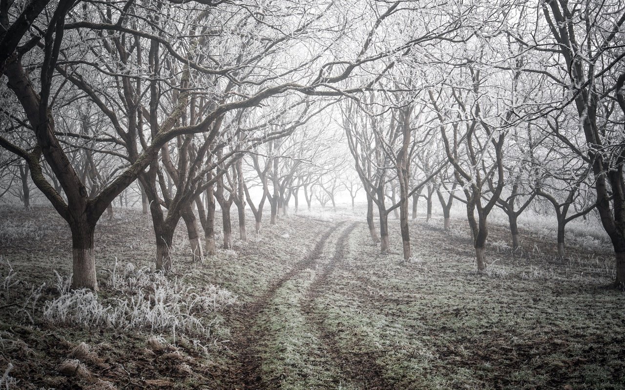 Обои дорога, деревья, природа, зима, road, trees, nature, winter разрешение 2543x1755 Загрузить