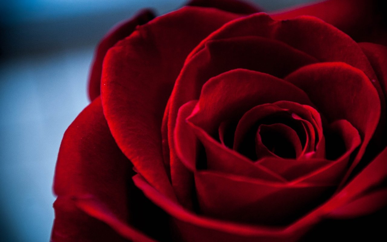 Обои макро, роза, лепестки, бутон, бархатная, macro, rose, petals, bud, velvet разрешение 2048x1227 Загрузить