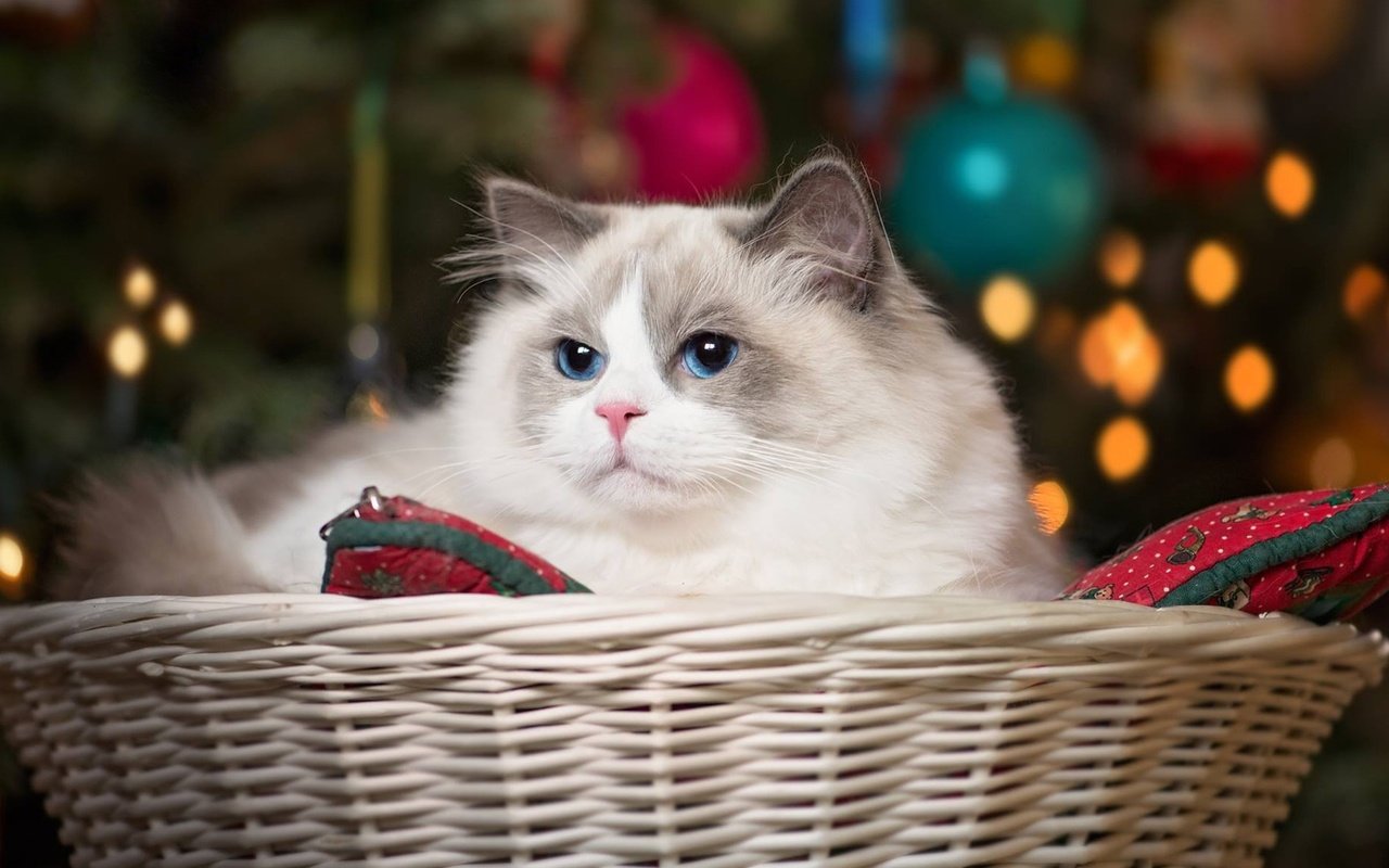 Обои кошка, красавица, корзина, голубые глаза, рэгдолл, cat, beauty, basket, blue eyes, ragdoll разрешение 1920x1080 Загрузить