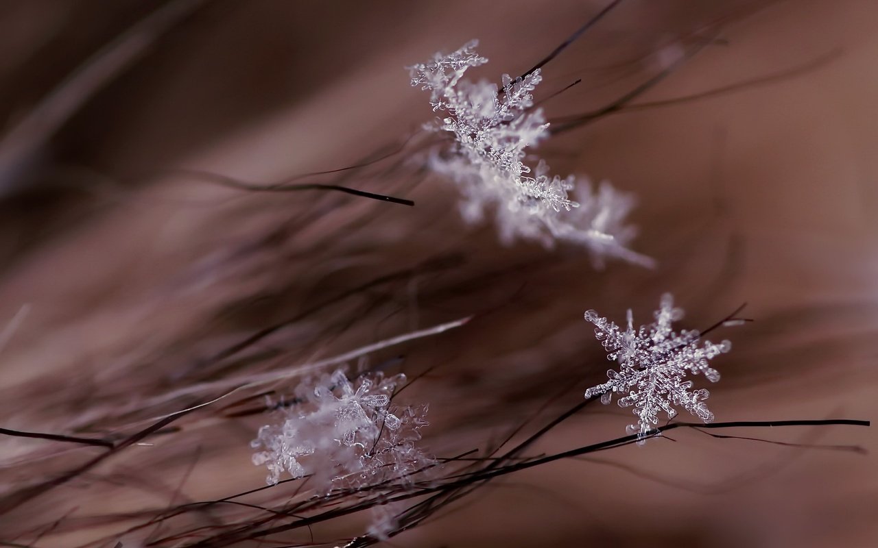 Обои макро, снежинки, фон, macro, snowflakes, background разрешение 2048x1361 Загрузить