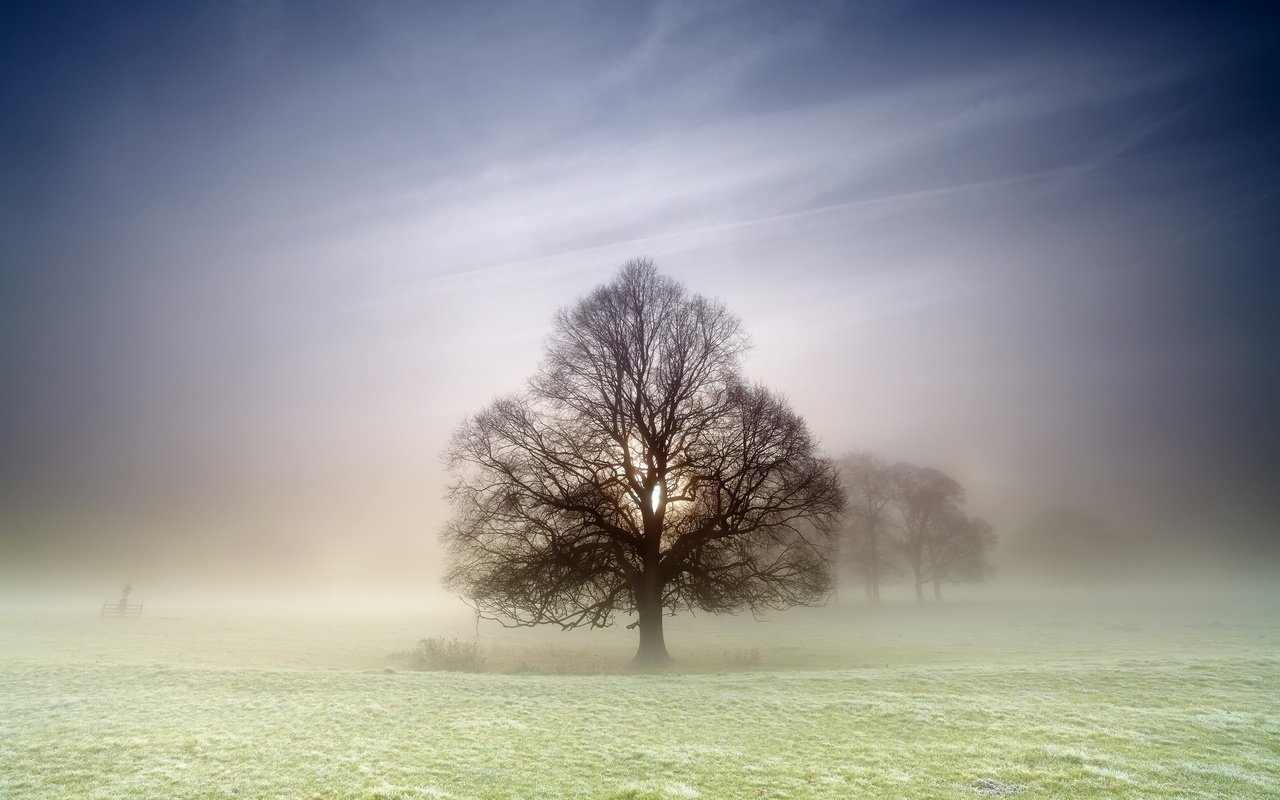 Обои природа, дерево, туман, поле, nature, tree, fog, field разрешение 2560x1707 Загрузить