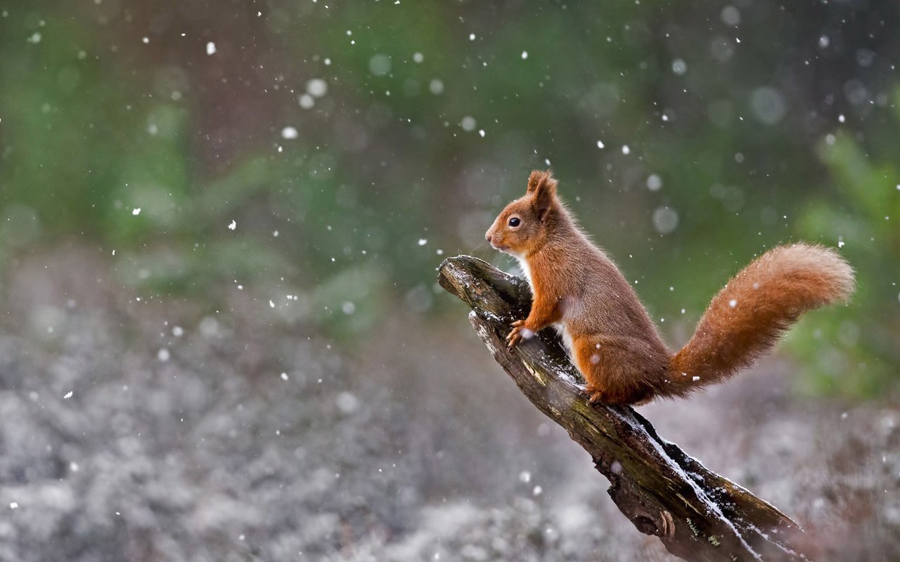 Обои зима, белка, шотландия, белочка, winter, protein, scotland, squirrel разрешение 1920x1080 Загрузить