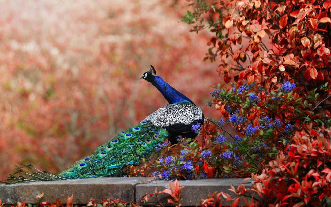 Обои цветы, птица, павлин, хвост, боке, flowers, bird, peacock, tail, bokeh разрешение 2048x1152 Загрузить