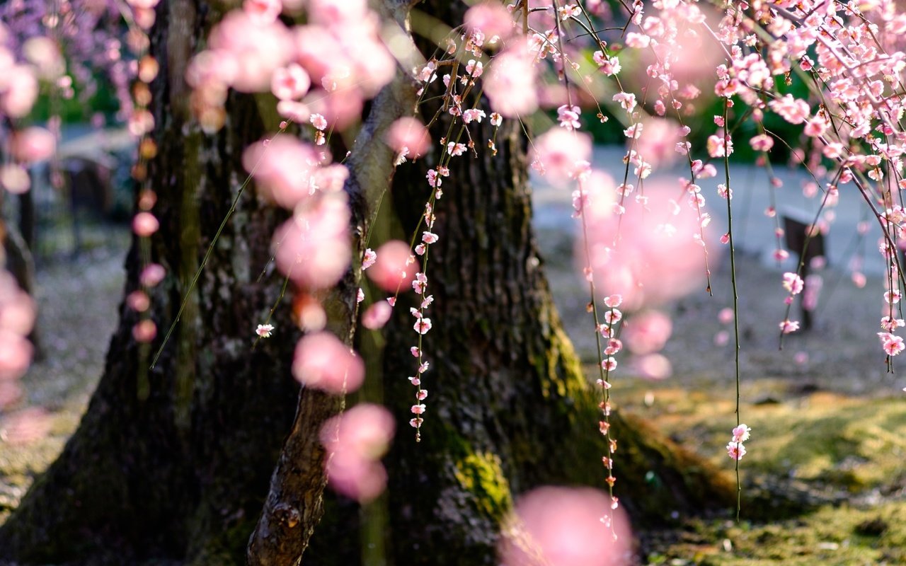 Обои дерево, цветение, весна, сакура, tree, flowering, spring, sakura разрешение 2048x1152 Загрузить