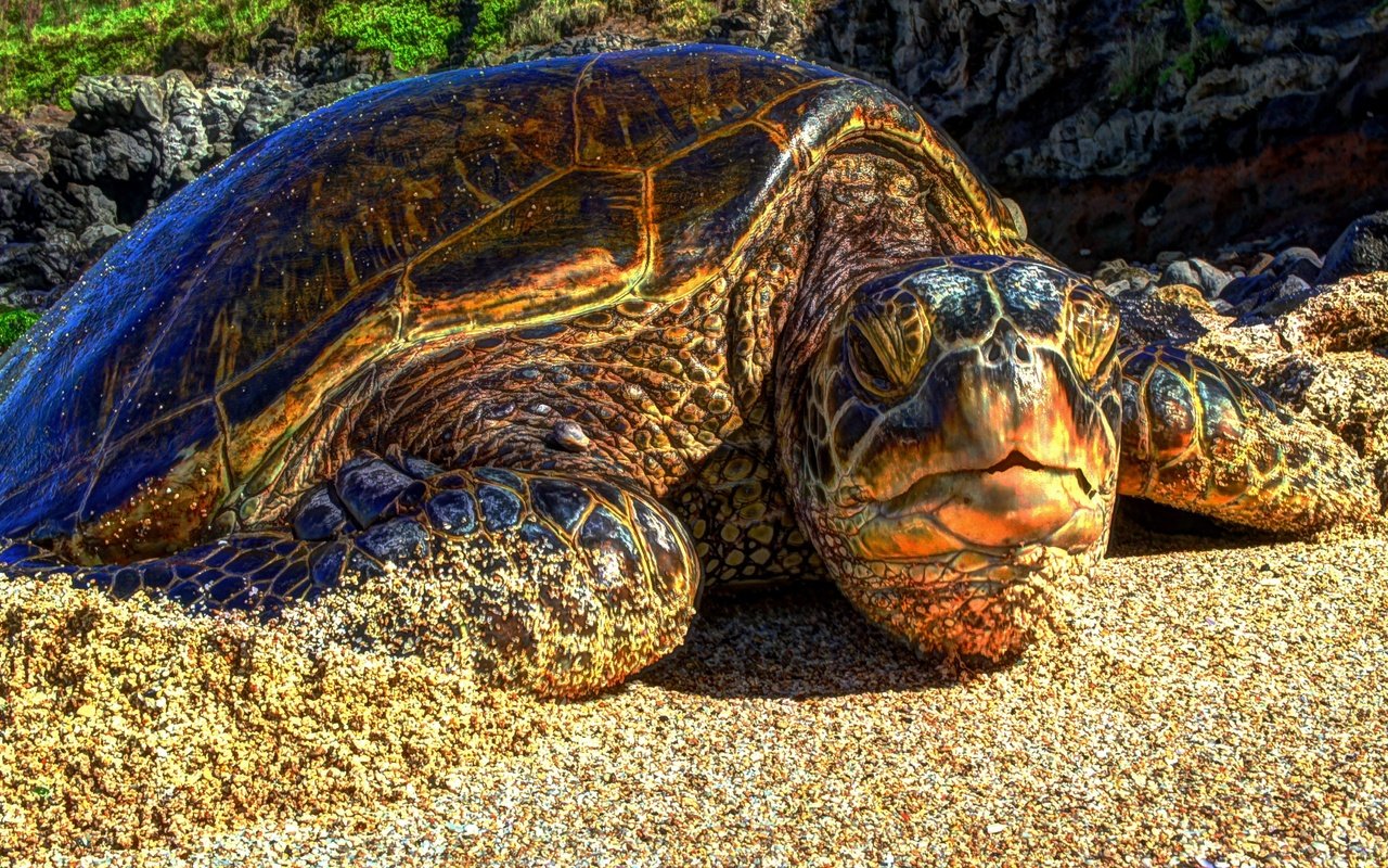 Обои песок, пляж, черепаха, гавайи, sand, beach, turtle, hawaii разрешение 4591x2575 Загрузить