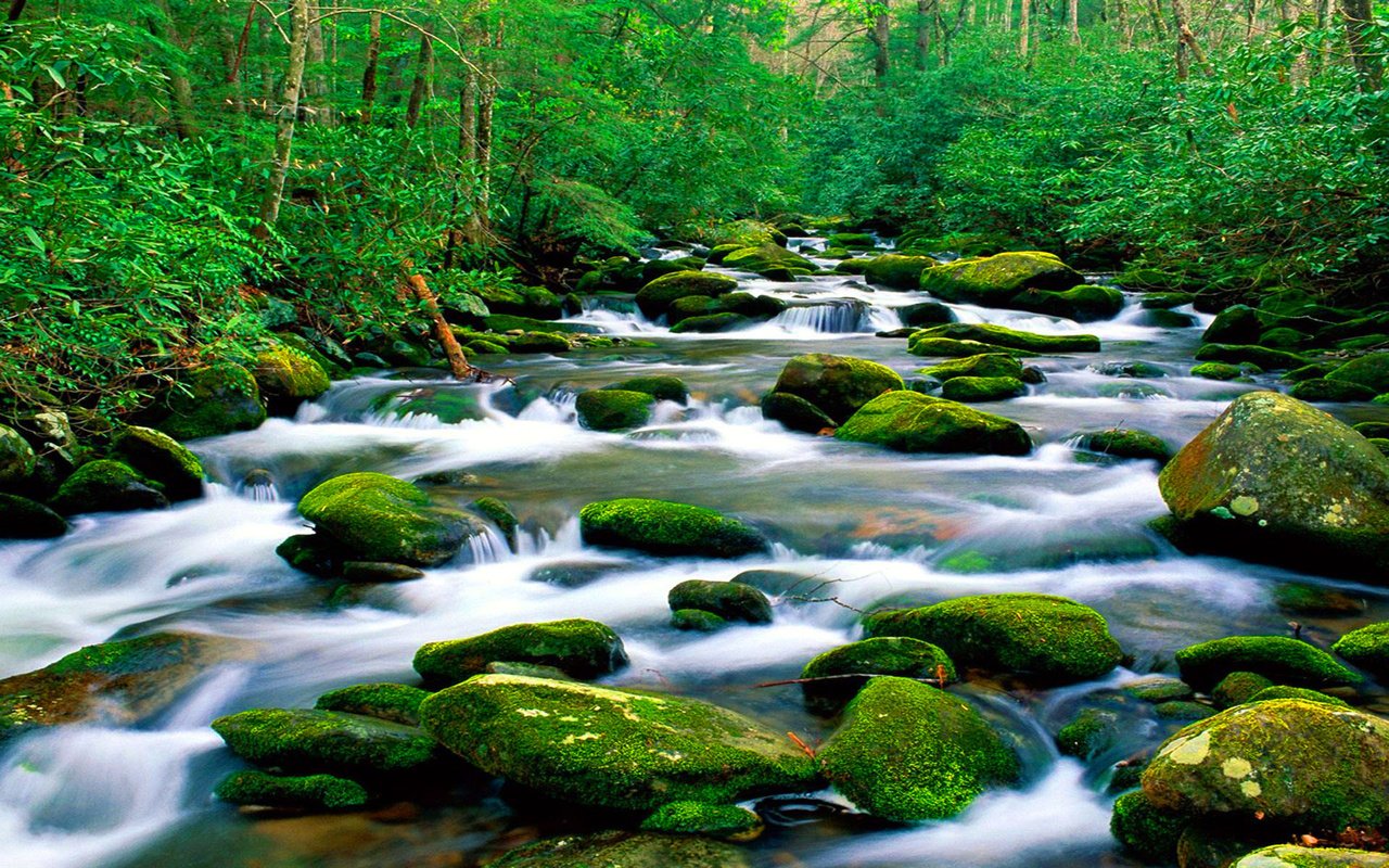 Обои река, природа, камни, лес, зелёный, мох, горная, растительность, river, nature, stones, forest, green, moss, mountain, vegetation разрешение 1920x1200 Загрузить