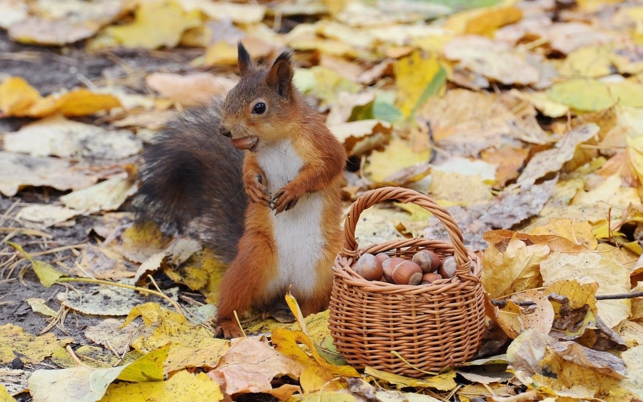 Обои орехи, осень, белка, корзинка, nuts, autumn, protein, basket разрешение 2960x2108 Загрузить